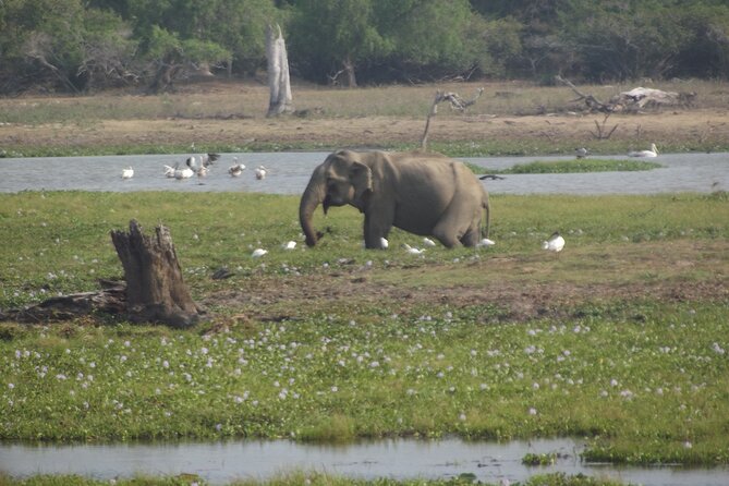 Full Day Safari ( The Best for Leopards ) in Yala - Pickup and Dropoff