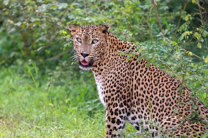 Full Day Safari - Yala National Park - 04.30 Am to 06.00 Pm With - Janaka Safari - Diverse Flora and Fauna