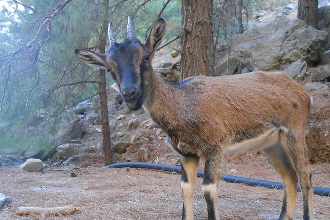 Full Day Samaria Gorge 10-Mile Walking Tour - Important Tour Details