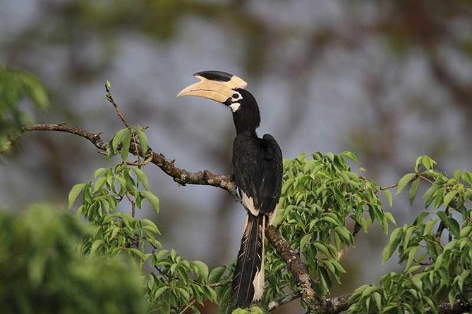 Full Day Wilpaththu National Park Safari (All Inclusive) - Health and Safety Guidelines