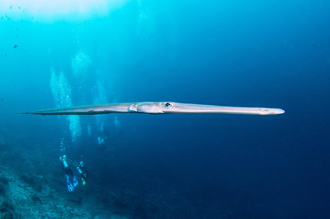 Fun Dive Nusa Penida Bali - For Certified Divers - Health and Safety Guidelines