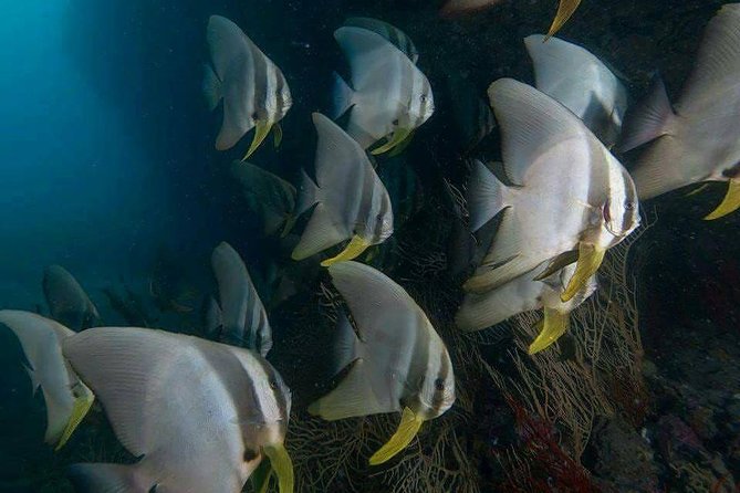 Fun Diving Safari Day Trip From Koh Lanta - Certified Divers - Meeting and Pickup Details