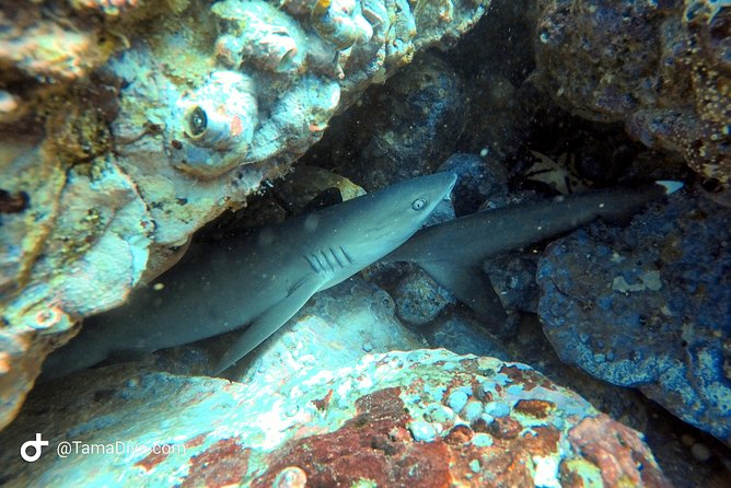 Fundive Catalina Islands (2 Dives Only for Certified Divers) - Health and Safety Considerations