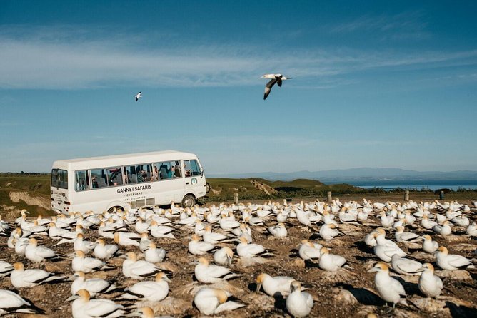 Gannet Safaris Overland Tour to Cape Kidnappers Gannet Colony - Booking Information