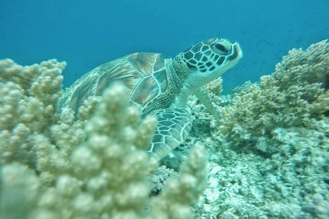 Gili Island Snorkeling Half Day Trip Departure From Gili Trawangan - Requirements for Participants