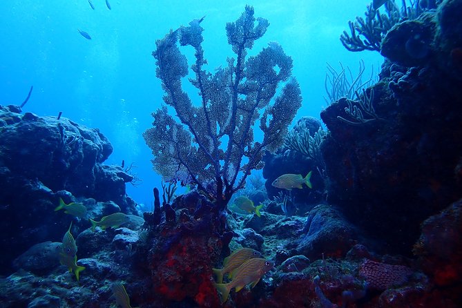 Glow Night Diving - Certification Requirements