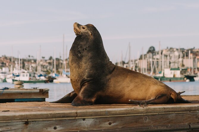 Glow Pedal Boat Rental in San Diego Bay! Night Date Idea! - Scenic Views From the Water