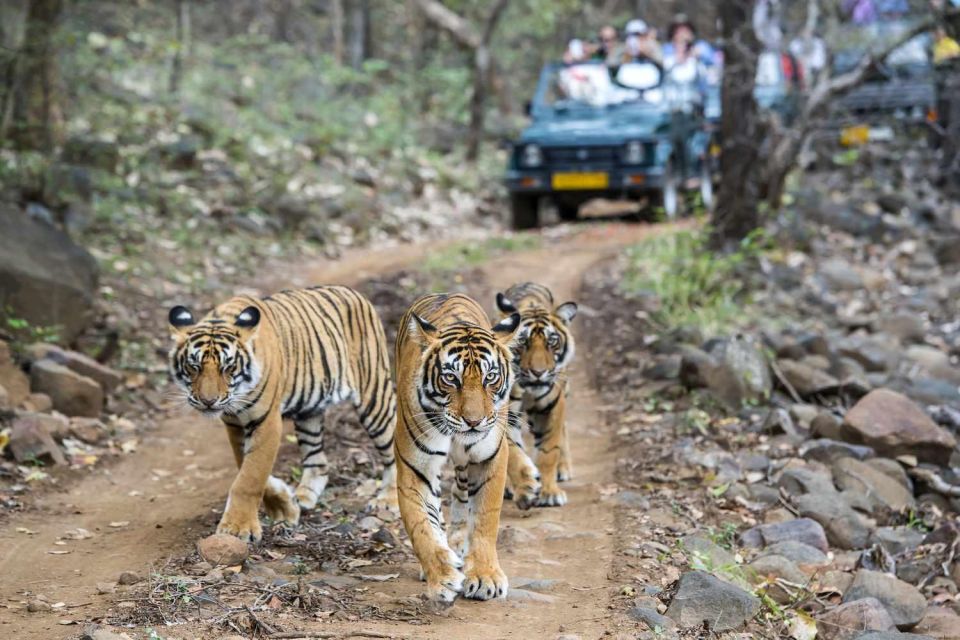 Golden Triangle Tour Ranthambore: A Wildlife Tour Experience - Wildlife Experience