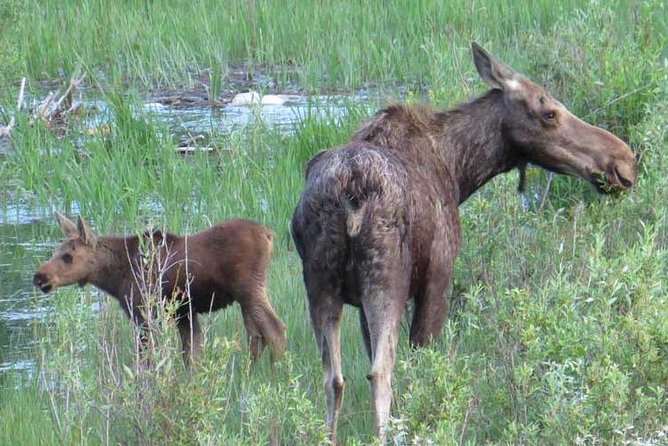 Grand Teton National Park - Full-Day Guided Tour From Jackson Hole - Meeting and Pickup Details