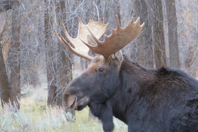 Grand Teton National Park - Sunset Guided Tour From Jackson Hole - Key Scenic Stops