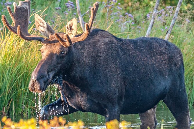 Grand Teton National Park Tour From Jackson Hole - Wildlife Viewing Opportunities