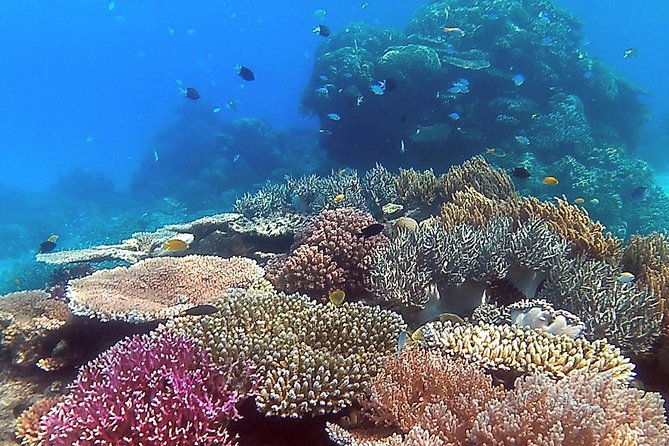 Great Barrier Reef Dive and Snorkel Cruise From Mission Beach - Customer Reviews and Feedback