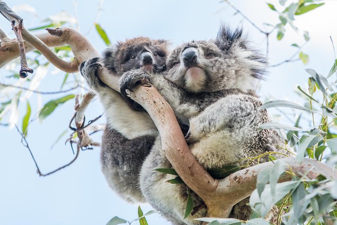 Great Ocean Road and 12 Apostles Day Trip From Melbourne - Wildlife Experiences