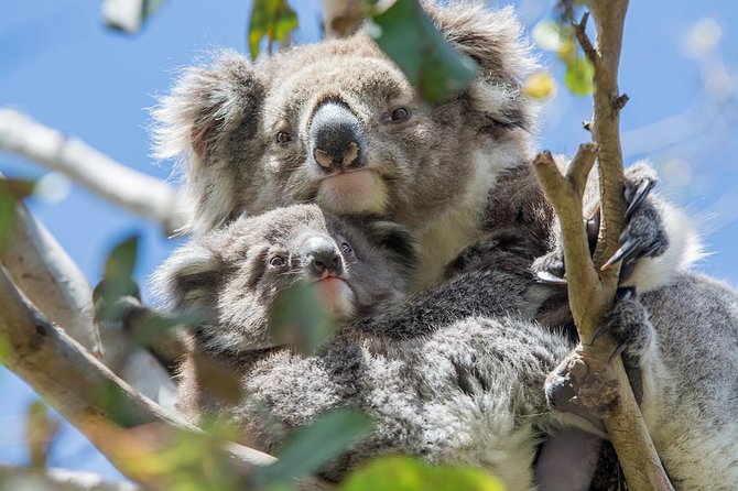 Great Ocean Road and 12 Apostles Full-Day Trip From Melbourne - Wildlife Encounters