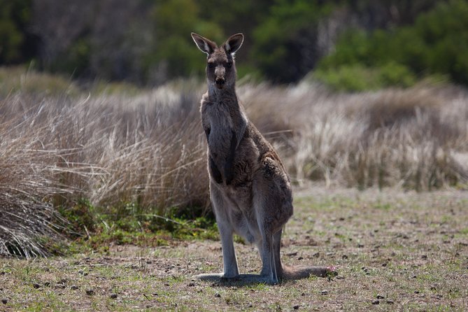 Great Ocean Road and Wildlife Tour for Backpackers Aged 18-35 - Accessibility and Fitness Requirements