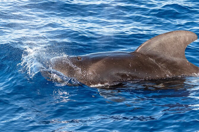 Guaranteed Dolphin and Whale Watch Tour in Kona - Wildlife Sightings
