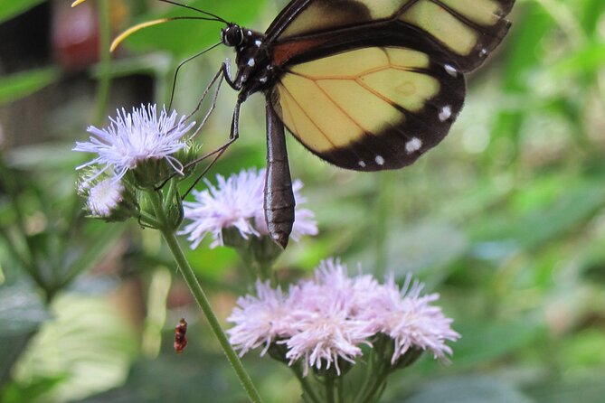 Guided Butterfly Conservatory Tour in Costa Rica - Accessibility Features