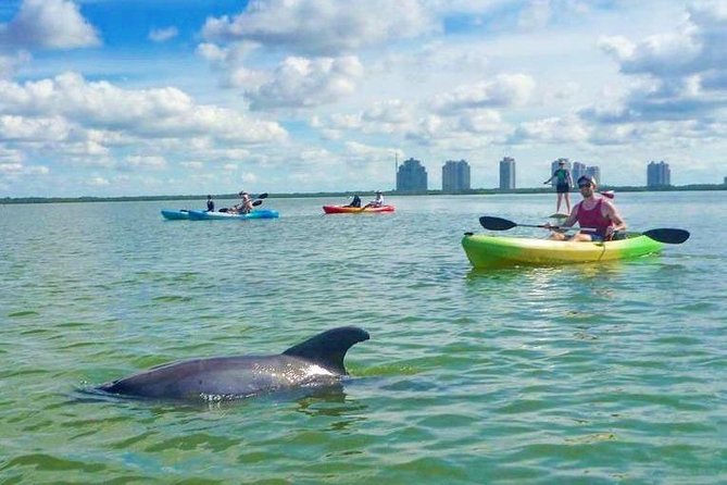 Guided Island Eco Tour - CLEAR or Standard Kayak or Board - Wildlife Sightings