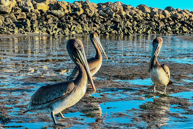 Guided Kayak Wildlife Tour in the Santa Barbara Harbor - Tour Logistics