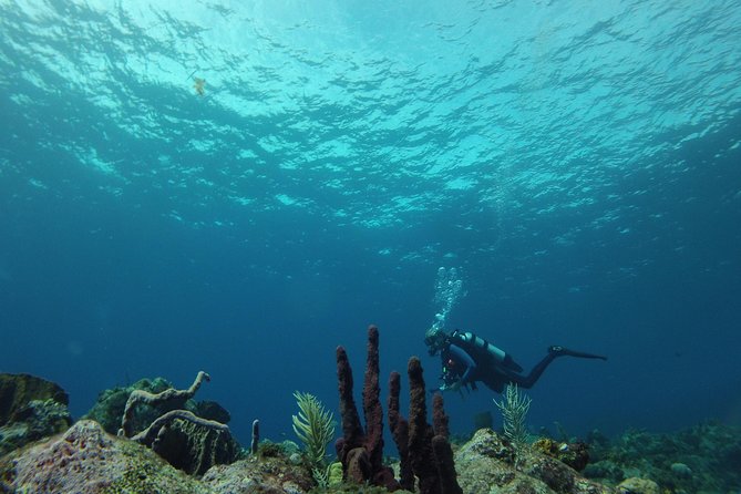 Guided Shore Diving Tour - Health and Safety Guidelines