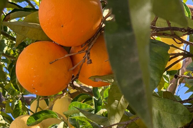 Guided Tour of a Historic Lemon Grove in Sorrento - Tour Highlights and Activities