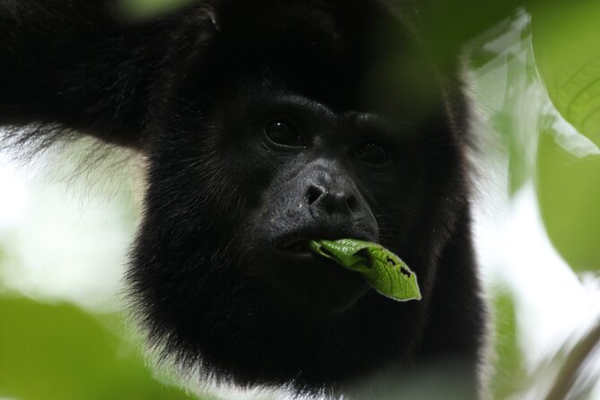 Guided Walk to the Monteverde Cloud Forest Preserve - What to Expect on the Tour