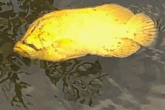 Guided Wildlife Eco Kayak Tour in New Smyrna Beach - Inclusions and Accessibility