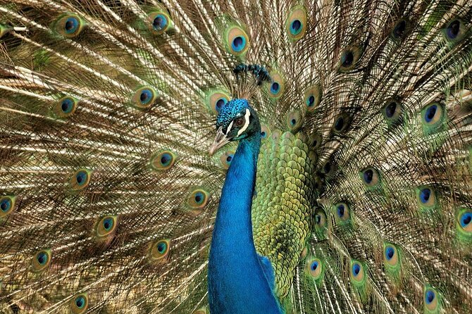 Half-Day Barbados Caves and Critters Tour With Pick up - What to Expect