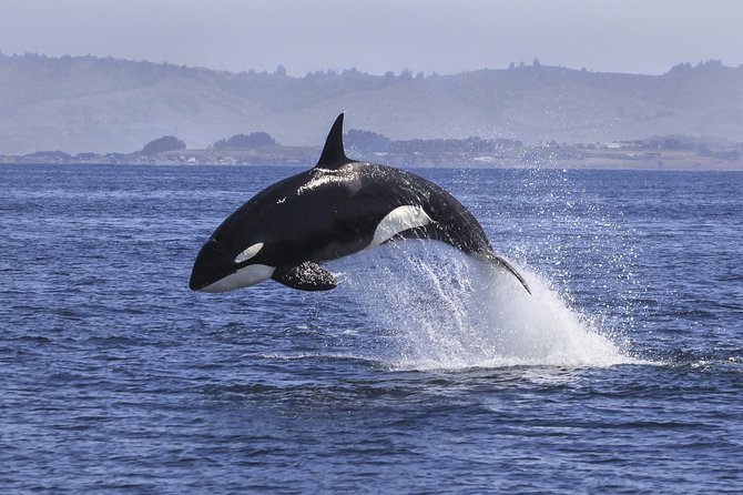 Half Day Dolphin & Wildlife Cruise - Tauranga - Accessibility & Requirements