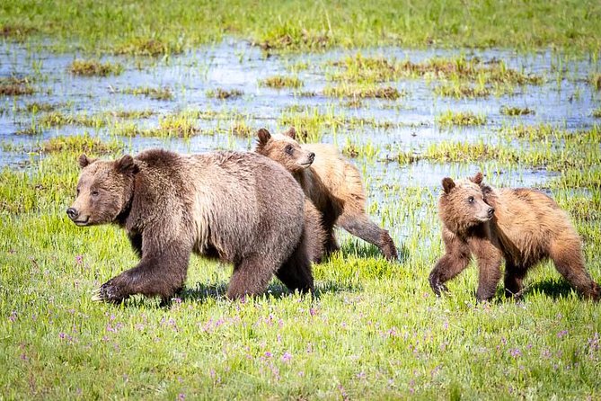 Half Day Group Sunset Wildlife Safari - Pricing and Availability