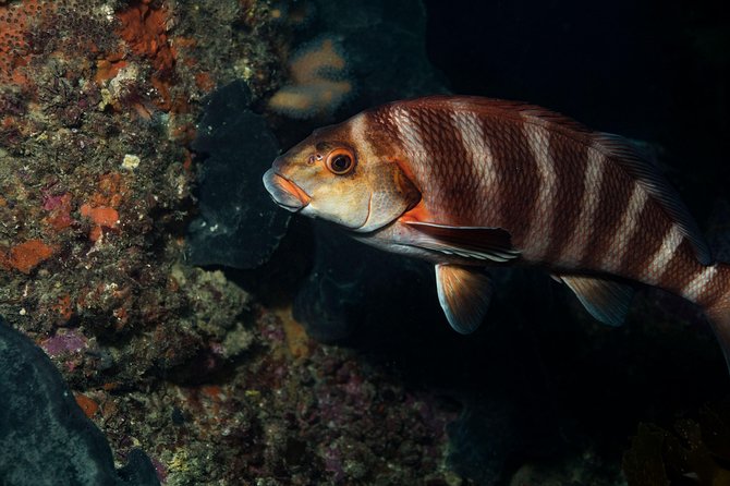 Half Day Guided Dive Tour, Goat Island Marine Reserve - Health and Safety Guidelines