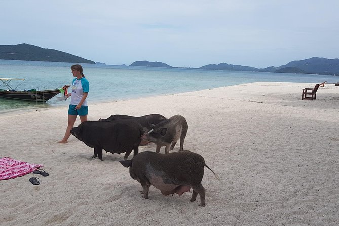 Half-Day Pig Island & Snorkeling Experience - Cancellation Policy