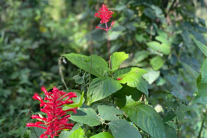 Half-Day River Adventure in El Yunque With a Local - What to Expect on the Tour