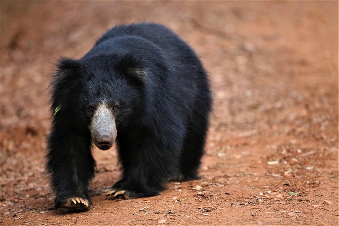 Half Day Safari at Yala National Park With Lunch - Wildlife Encounters to Expect