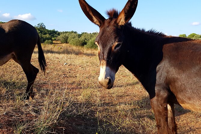 Half-Day Small-Group E-Bike Tour of Rural Algarve With Lunch - Participant Requirements