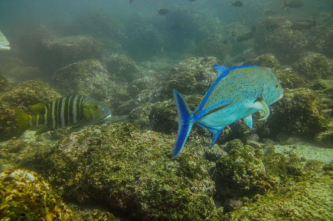 Half-Day Snorkeling Experience in Tamarindo - Customer Feedback and Insights