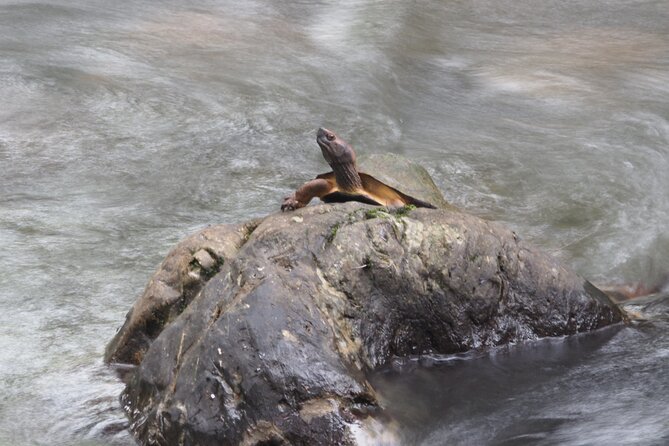 Half Day : Sok River + Monkey Temple + View Point - Exploring the Monkey Temple