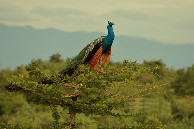 Half Day Udawalawe Safari (Entrance + Lunch) - Safari Experience Highlights