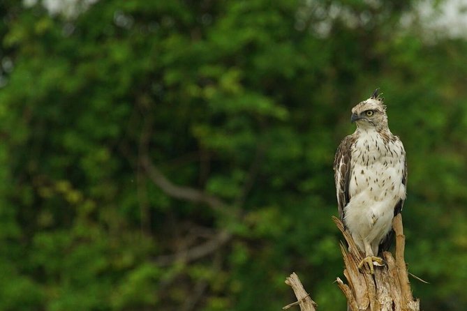 Half Day Udawalawe Safari From Kalutara (Entrance + Lunch) - Pickup and Meeting Details