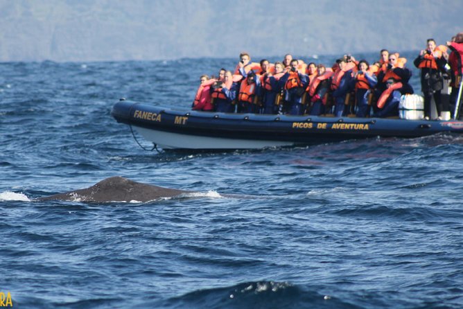 Half-Day Whale and Dolphin Watching Tour in Ponta Delgada - What to Expect on the Tour
