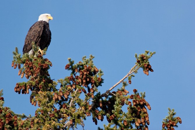 Half-Day Wildlife Safari Tour in Grand Teton National Park - Traveler Reviews and Feedback