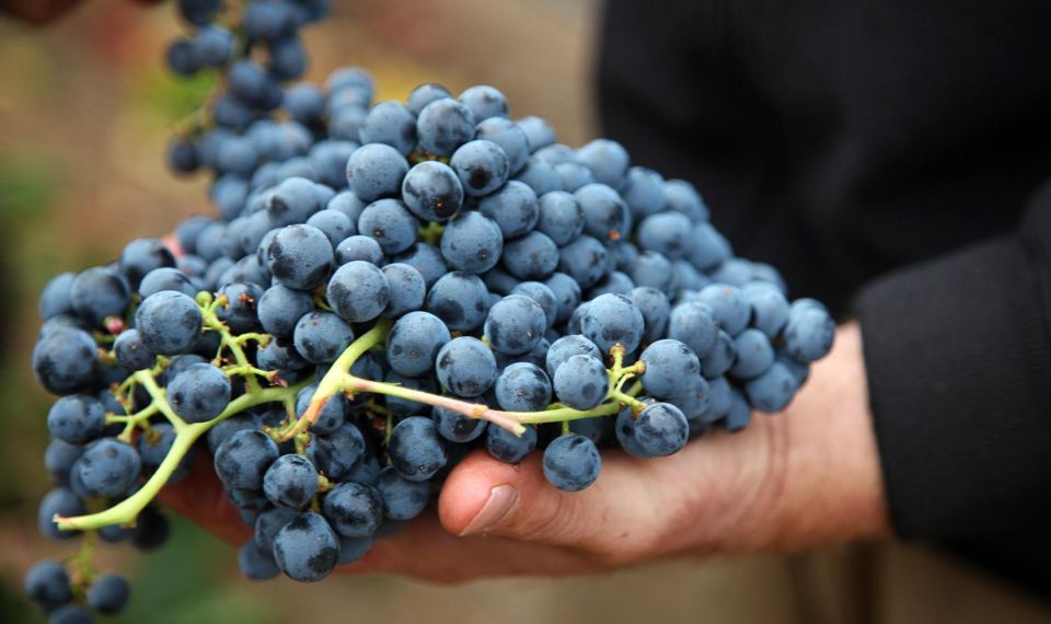 Heraklion: Half Day Small Group Olive Oil & Wine Tour - Itinerary Details