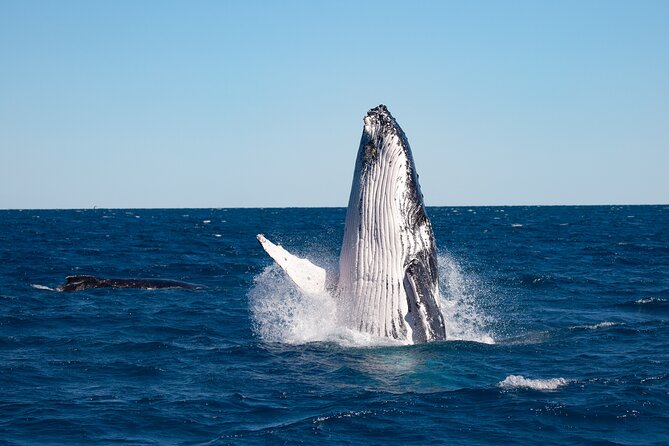Hervey Bay Ultimate Whale Watching Cruise - Amenities Onboard