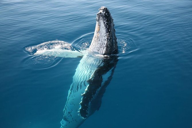 Hervey Bay Whale Watching Cruise - Traveler Experiences and Feedback