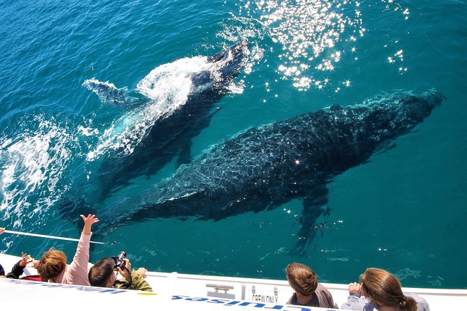 Hervey Bay Whale Watching Experience - Customer Ratings and Feedback
