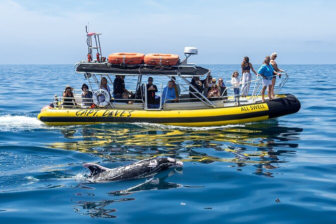 High Speed Zodiac Whale Watching Safari From Dana Point - Meeting Location and Safety