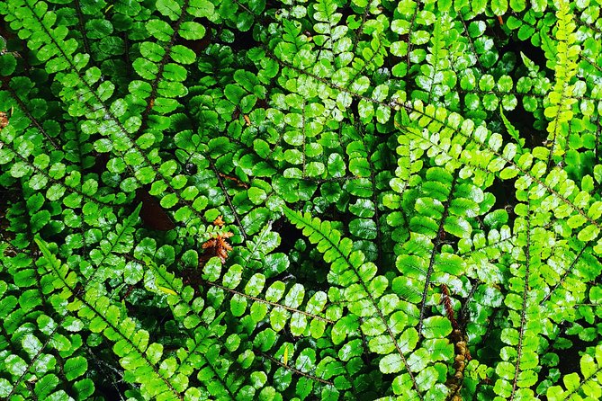 Hike New Zealands Finest Forest - Whirinaki Forest - Accessibility Information