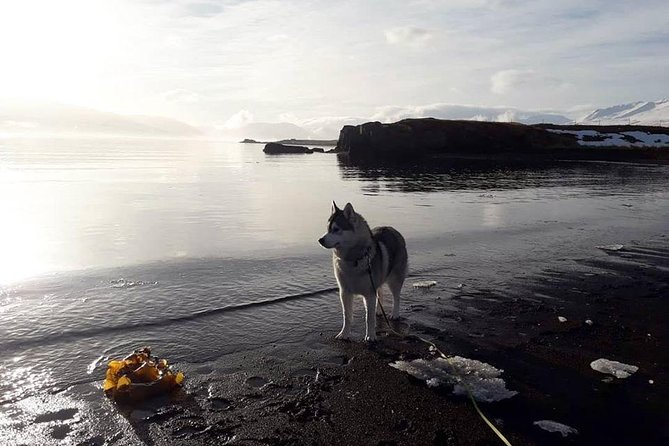 Hiking With Husky in Akureyri (Private) - Meeting and Pickup