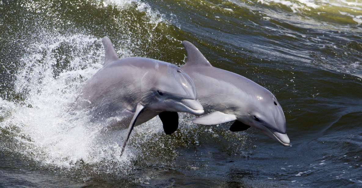 Hilton Head Island: Dolphin Nature Cruise - Guaranteed Dolphin Sightings