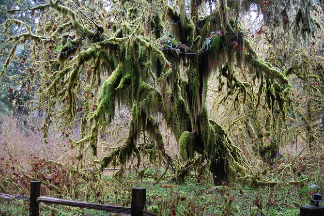 Hoh Rain Forest and Rialto Beach Guided Tour in Olympic National Park - Wildlife and Natural Features